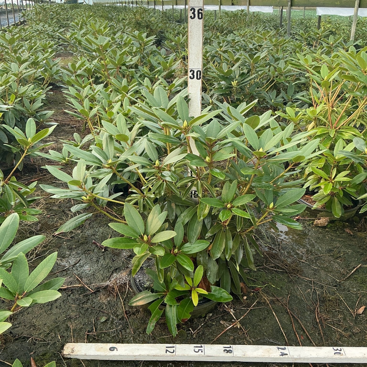 Purpureum Elegans Rhododendron shrubs growing in a commercial greenhouse, showing dense dark green foliage and developing buds.