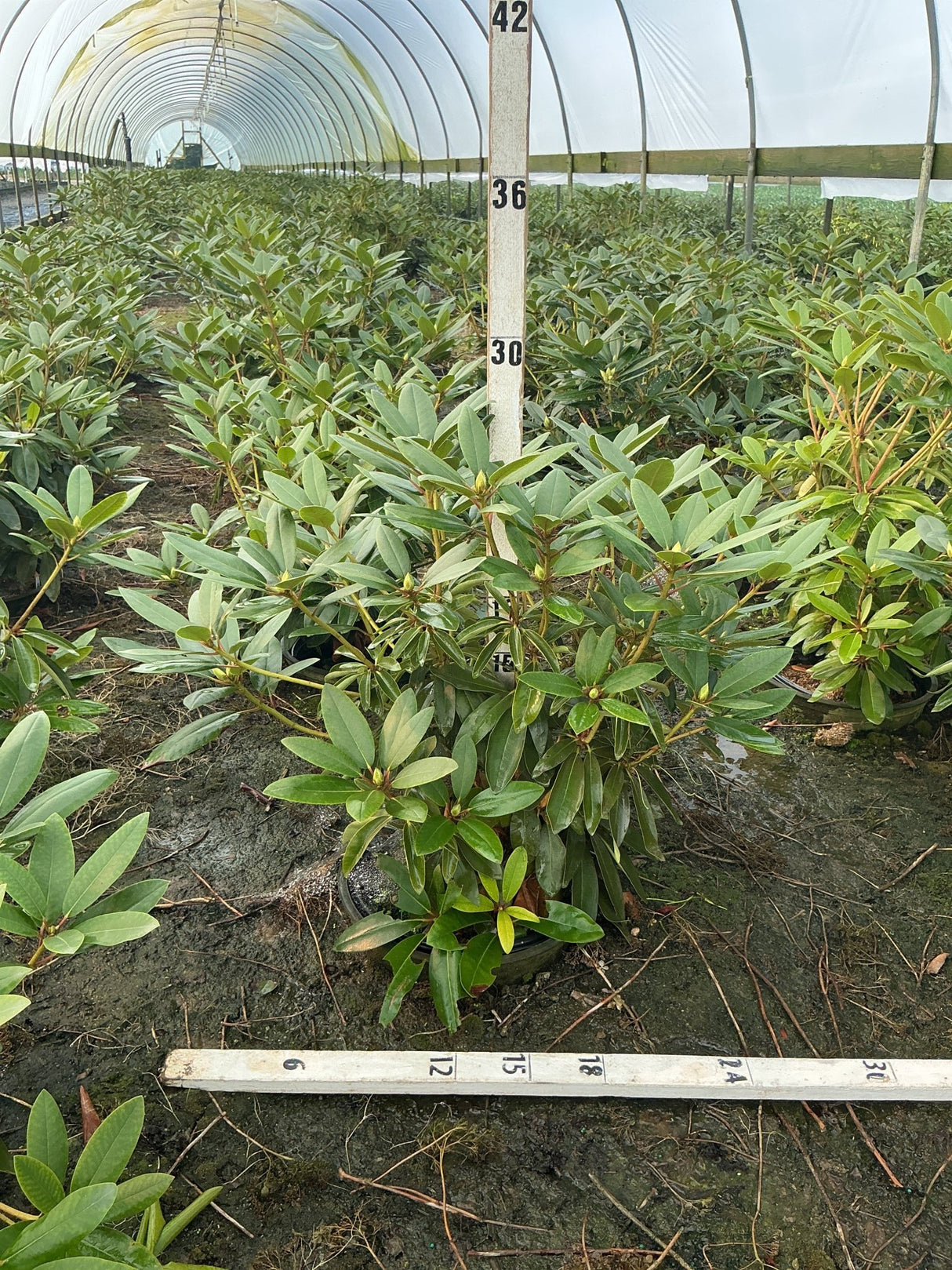 Purpureum Elegans Rhododendron shrubs growing in a commercial greenhouse, showing dense dark green foliage and developing buds.
