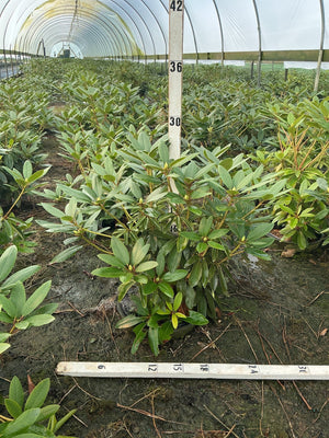 Purpureum Elegans Rhododendron shrubs growing in a commercial greenhouse, showing dense dark green foliage and developing buds.