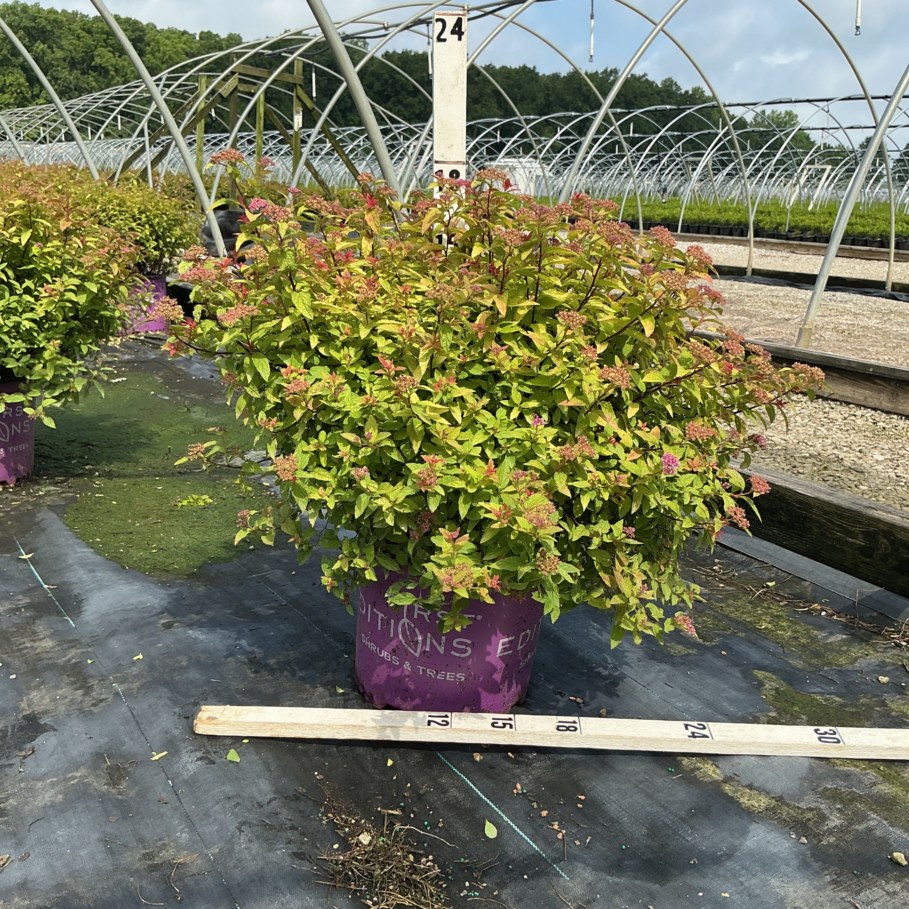 Little Spark Spirea shrub in a #3 container showing bright chartreuse foliage and pink flower clusters at a nursery.