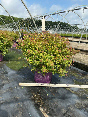 Little Spark Spirea shrub in a #3 container showing bright chartreuse foliage and pink flower clusters at a nursery.