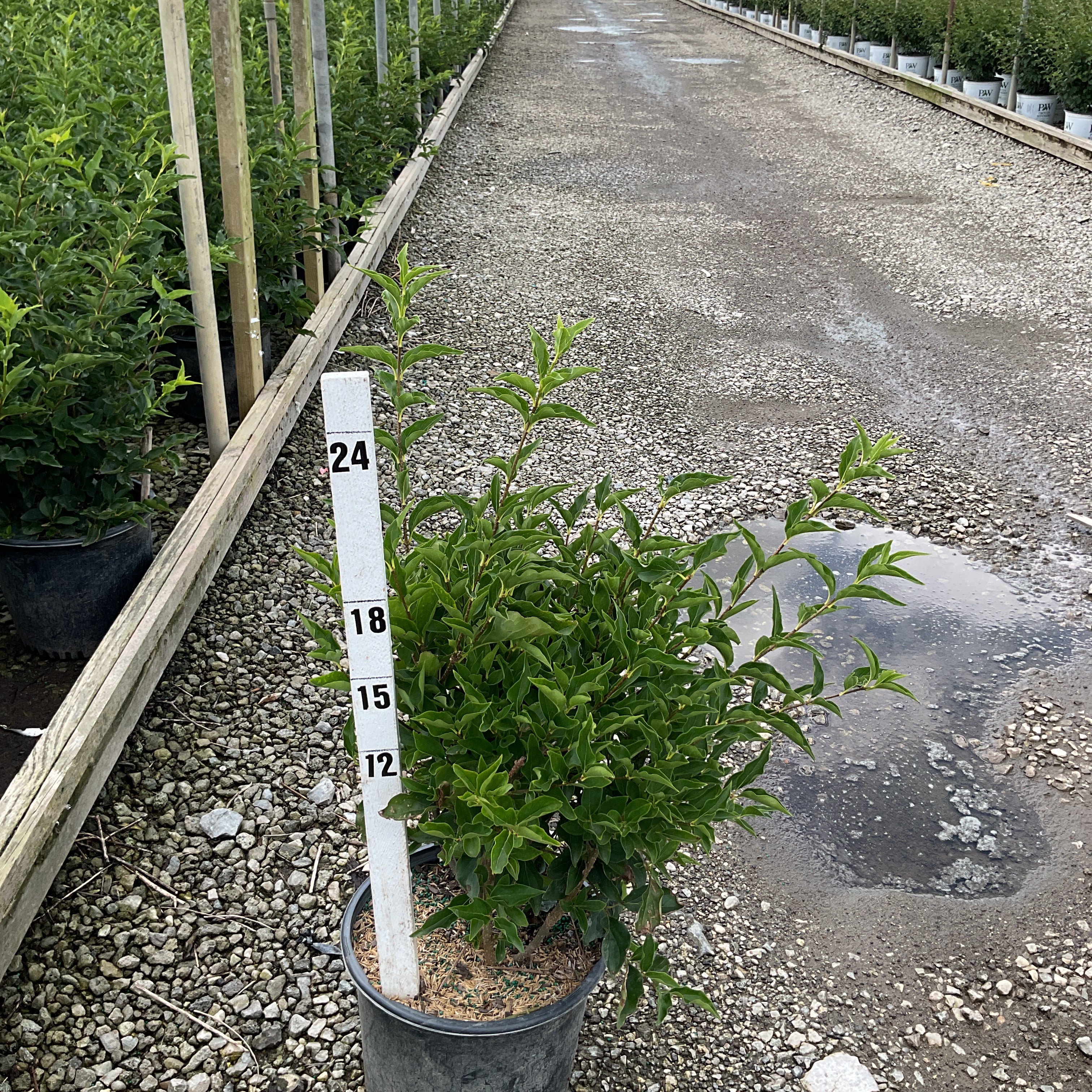 Miss Kim Lilac shrub in a #3 container next to a measurement stake showing approximately 24 inches tall at a nursery.