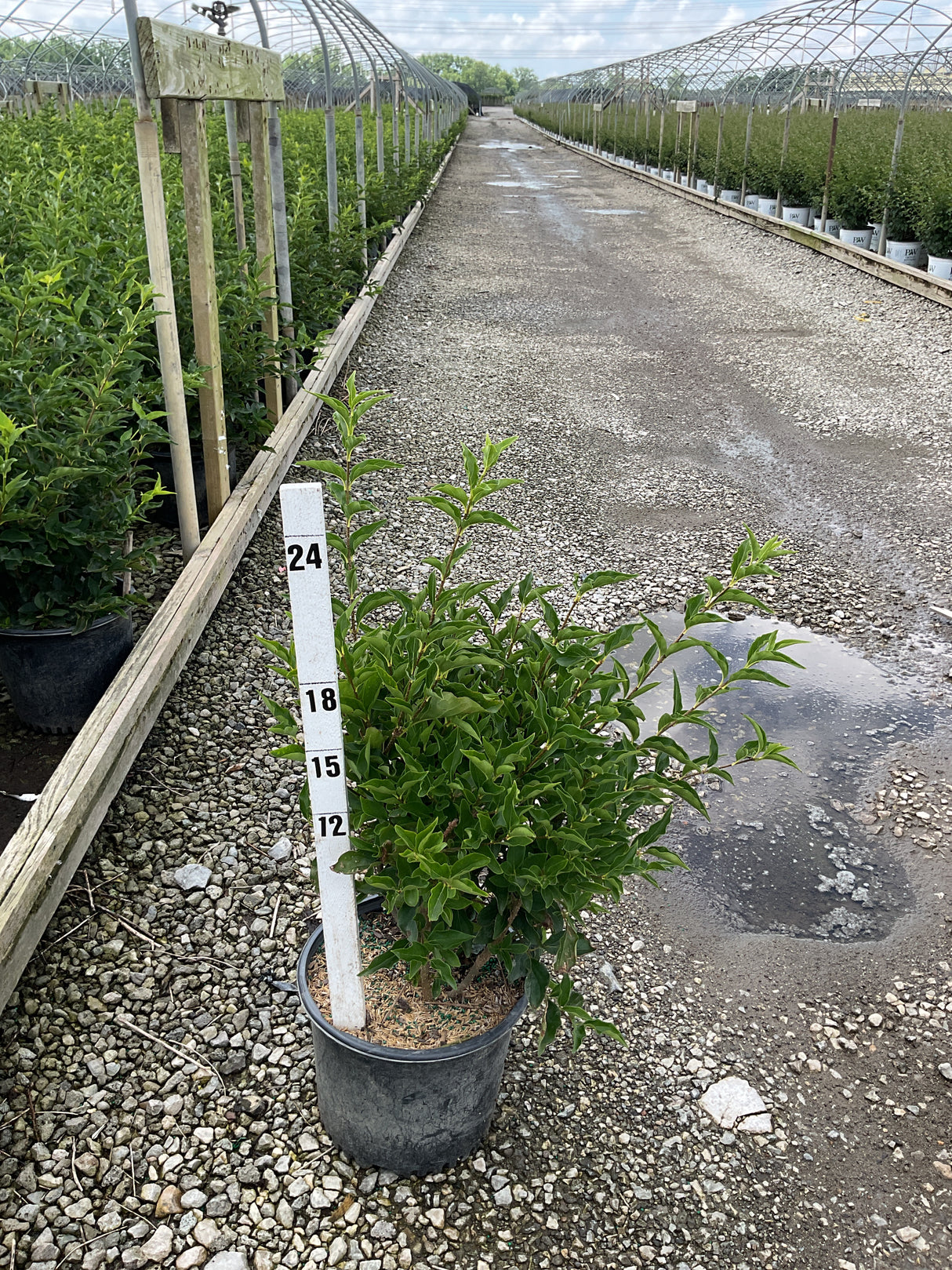 Miss Kim Lilac shrub in a #3 container next to a measurement stake showing approximately 24 inches tall at a nursery.