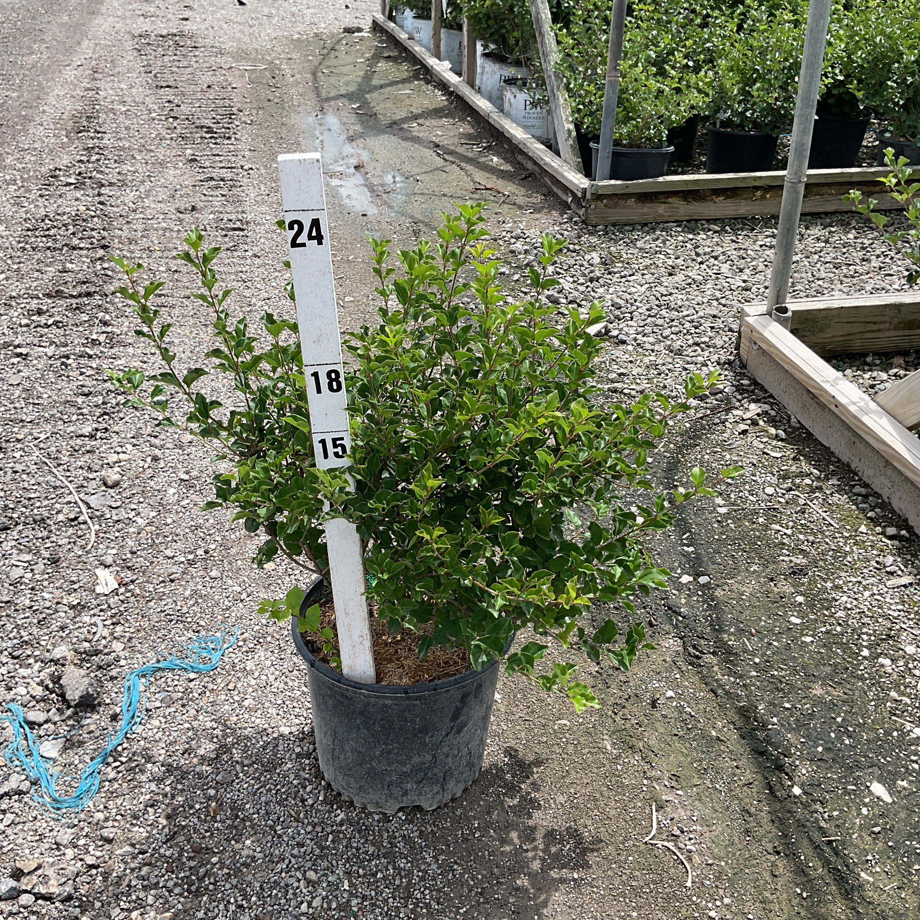 Dwarf Korean Lilac Palibin shrub in a #3 container with dense green foliage, shown beside a measurement stake at a nursery.