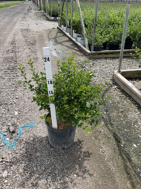Dwarf Korean Lilac Palibin shrub in a #3 container with dense green foliage, shown beside a measurement stake at a nursery.