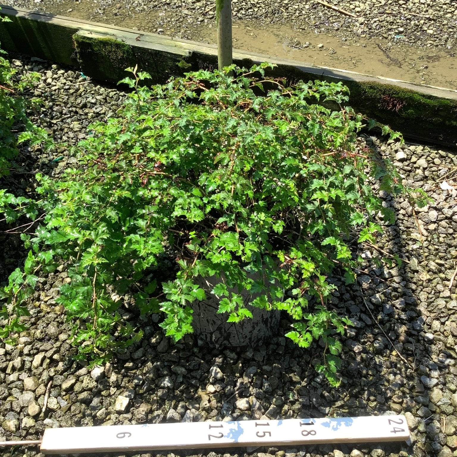 Stephanandra incisa Crispa Lace Shrub in a nursery container showing dense mounding habit with bright green crinkled foliage.