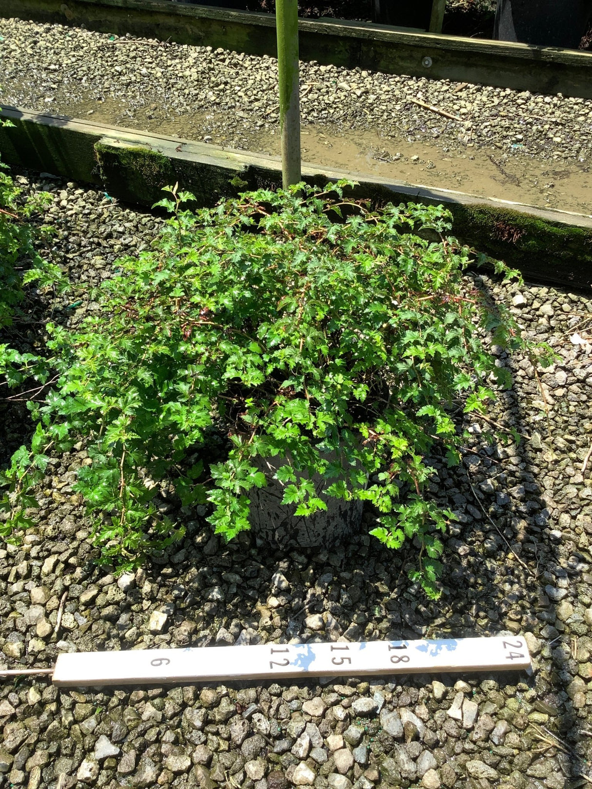 Stephanandra incisa Crispa Lace Shrub in a nursery container showing dense mounding habit with bright green crinkled foliage.