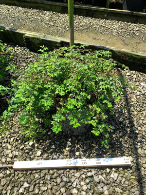 Stephanandra incisa Crispa Lace Shrub in a nursery container showing dense mounding habit with bright green crinkled foliage.
