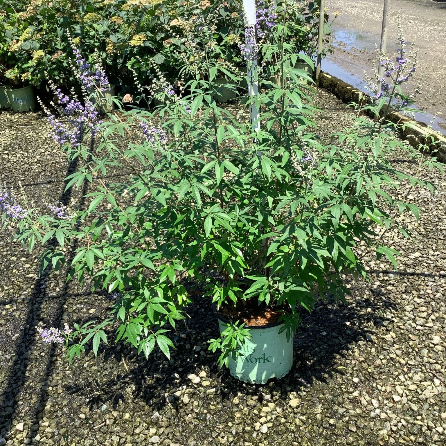 Vitex agnus-castus Chaste Tree in a #3 container displaying palmate foliage and lavender flower spikes at a nursery.