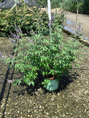 Vitex agnus-castus Chaste Tree in a #3 container displaying palmate foliage and lavender flower spikes at a nursery.