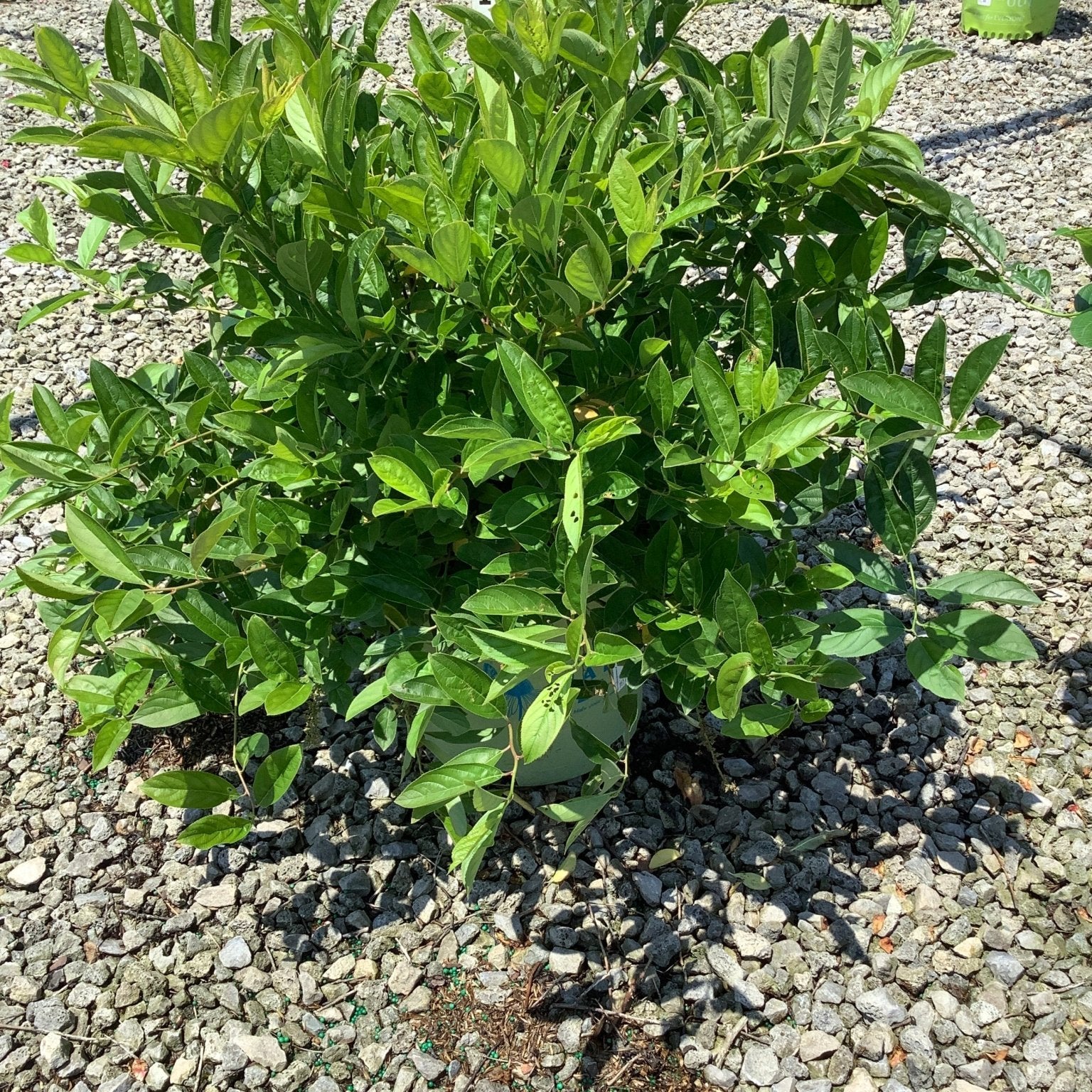 Fountains Of Rouge Virginia Sweetspire shrub in a nursery container, showing dense glossy green foliage in full sun.