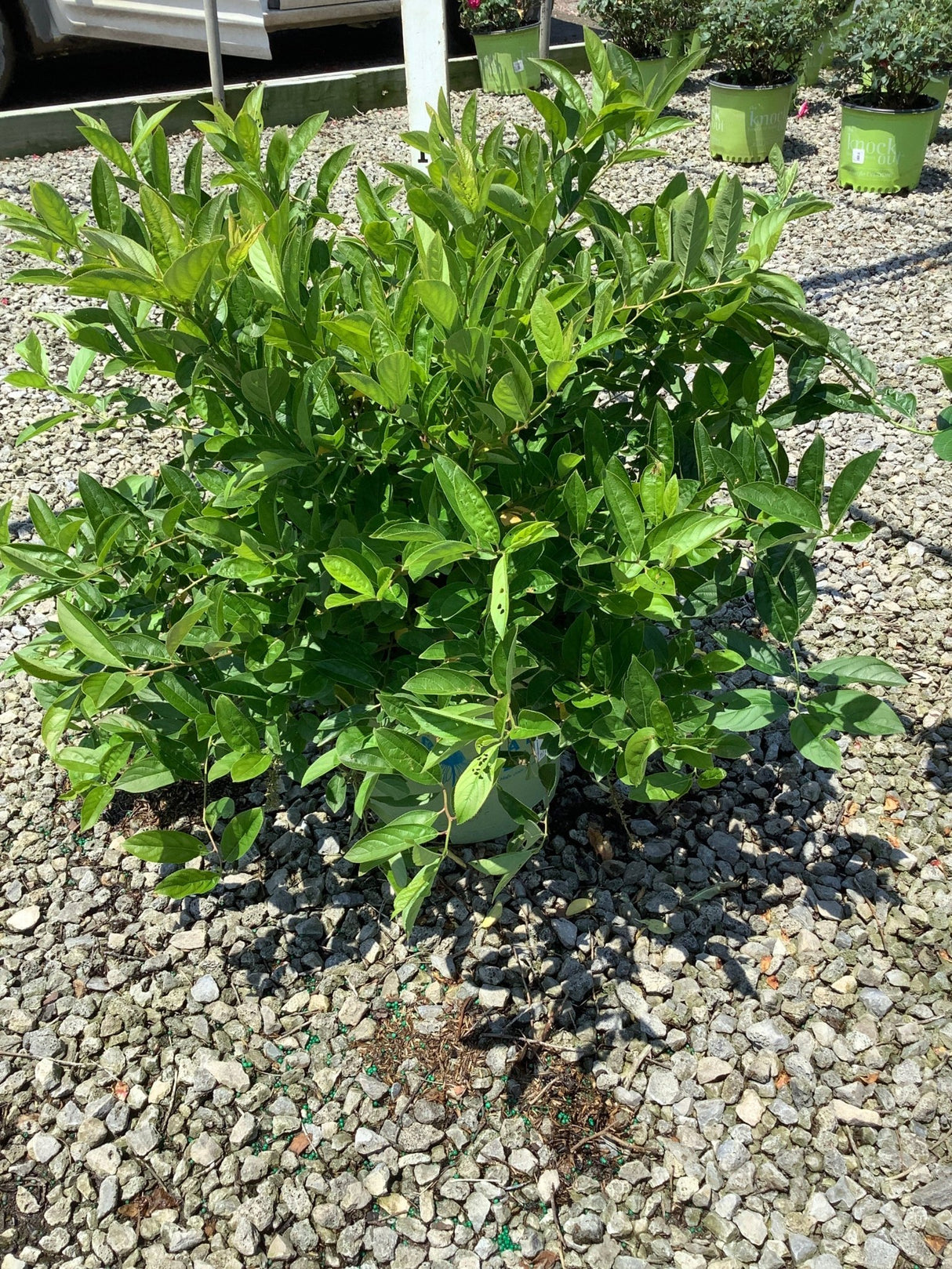 Fountains Of Rouge Virginia Sweetspire shrub in a nursery container, showing dense glossy green foliage in full sun.