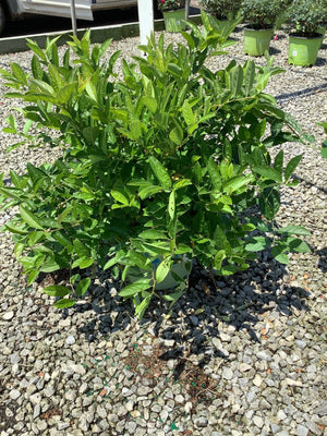 Fountains Of Rouge Virginia Sweetspire shrub in a nursery container, showing dense glossy green foliage in full sun.