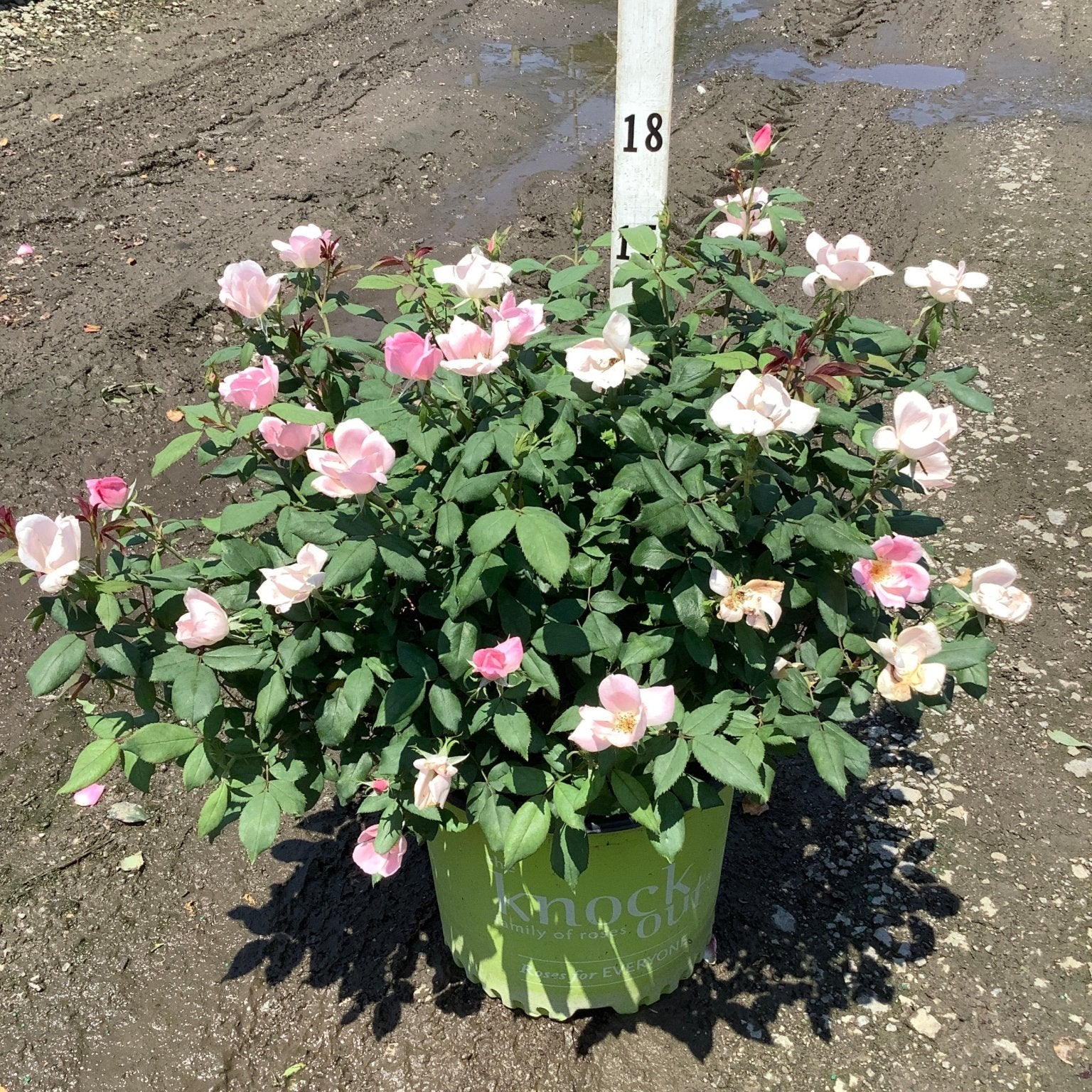 Blushing Knock Out Shrub Rose in a green branded container displaying light pink blooms at a nursery.