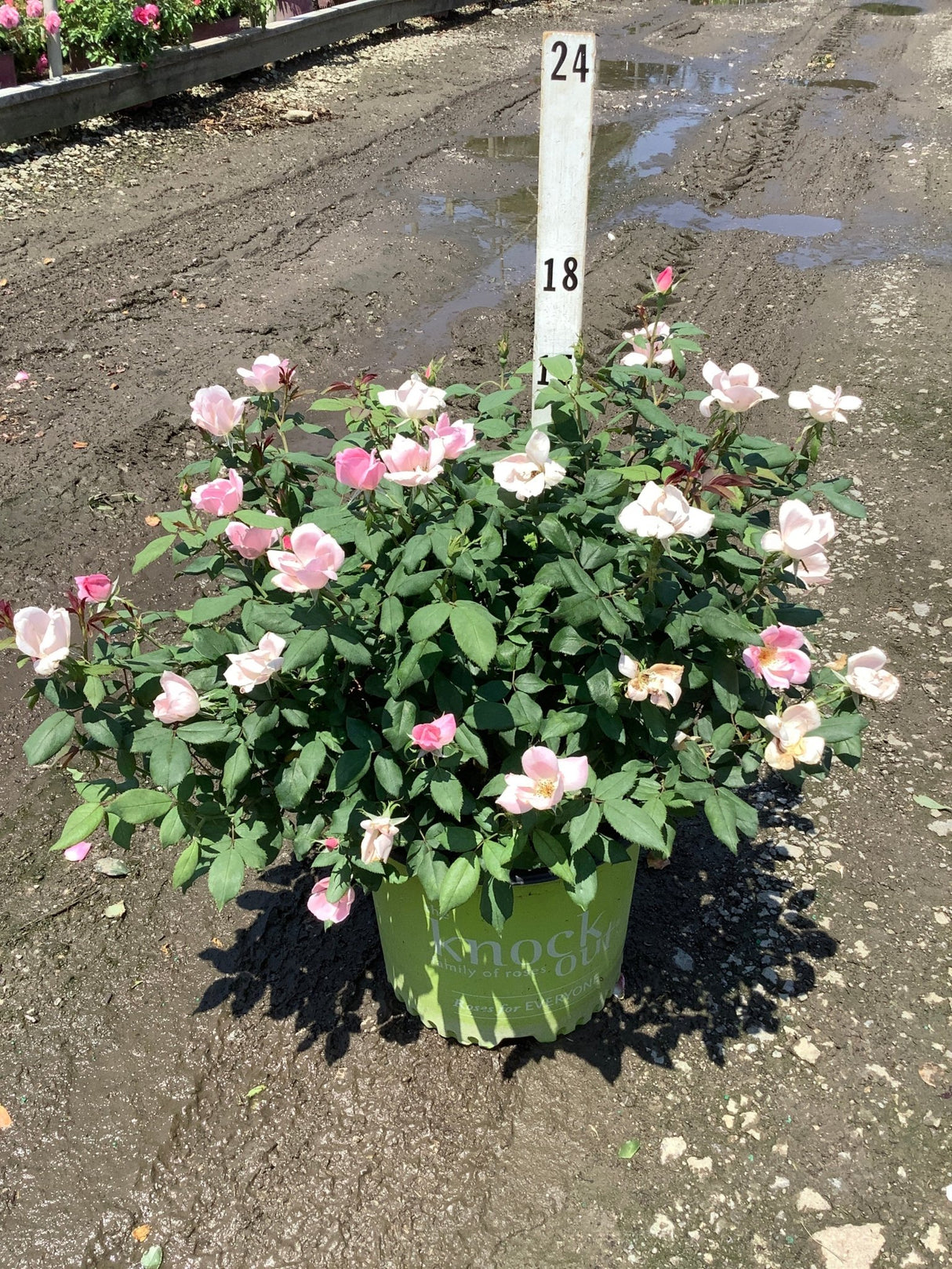 Blushing Knock Out Shrub Rose in a green branded container displaying light pink blooms at a nursery.