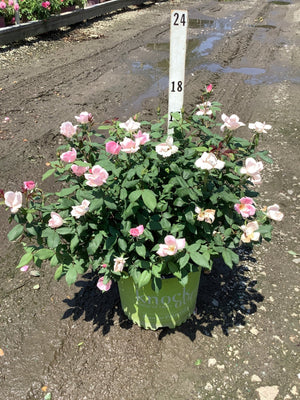 Blushing Knock Out Shrub Rose in a green branded container displaying light pink blooms at a nursery.