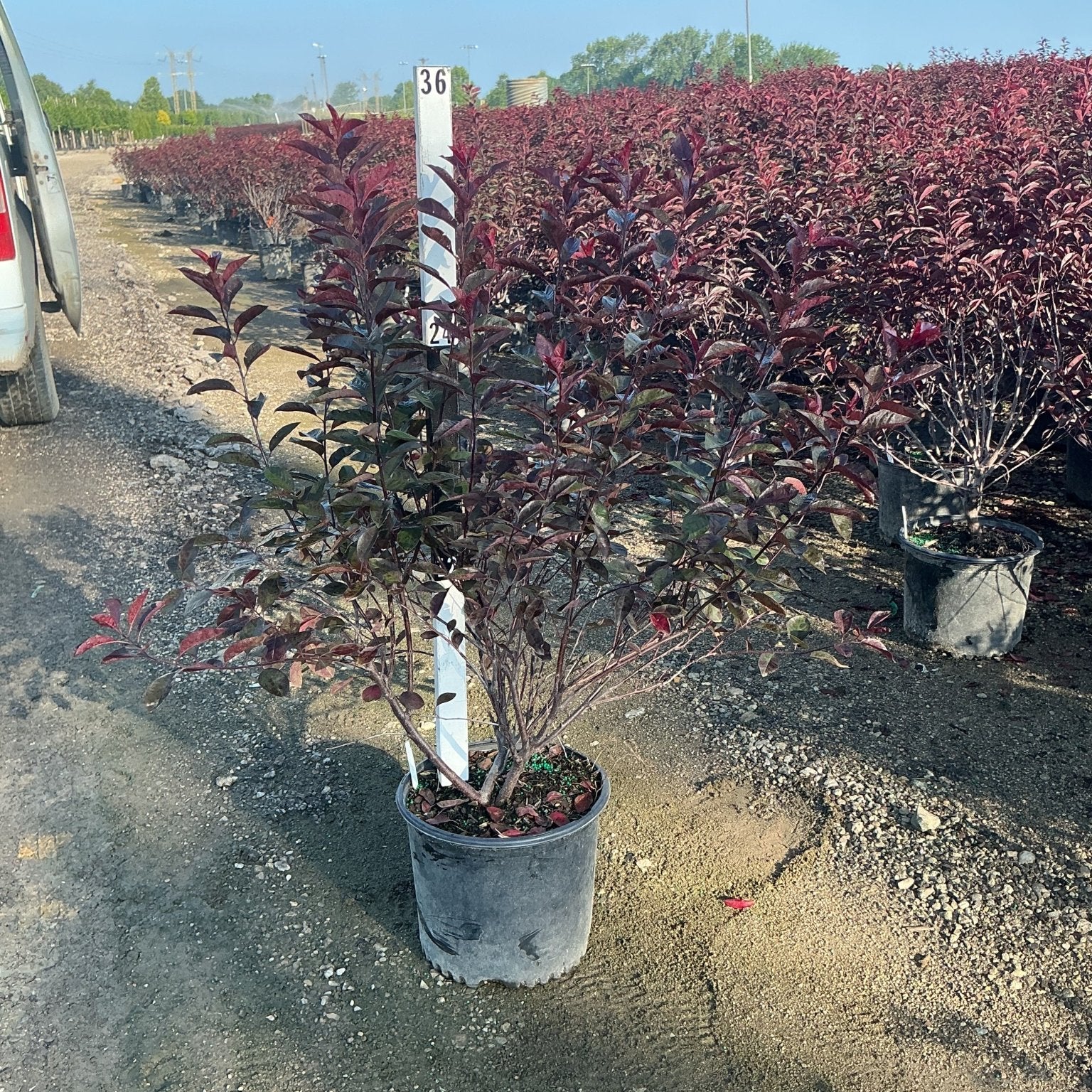 Purpleleaf Sand Cherry shrub in a nursery container displaying deep burgundy foliage at a garden center.