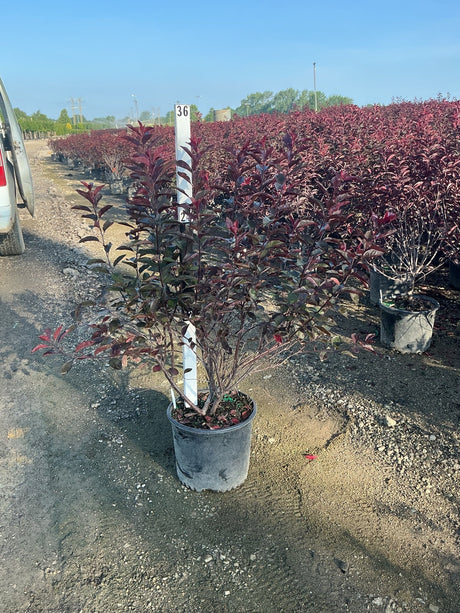 Purpleleaf Sand Cherry shrub in a nursery container displaying deep burgundy foliage at a garden center.