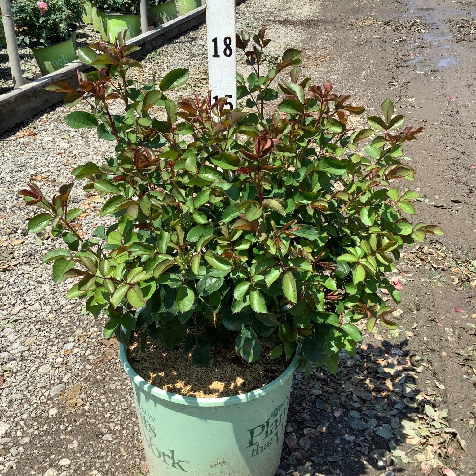 Miracle On The Hudson Shrub Rose in a #3 container showing dense green and burgundy foliage at a nursery.