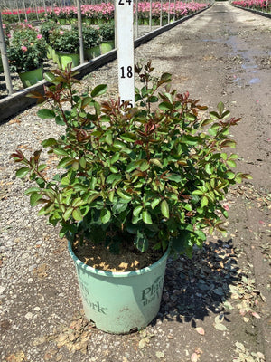 Miracle On The Hudson Shrub Rose in a #3 container showing dense green and burgundy foliage at a nursery.