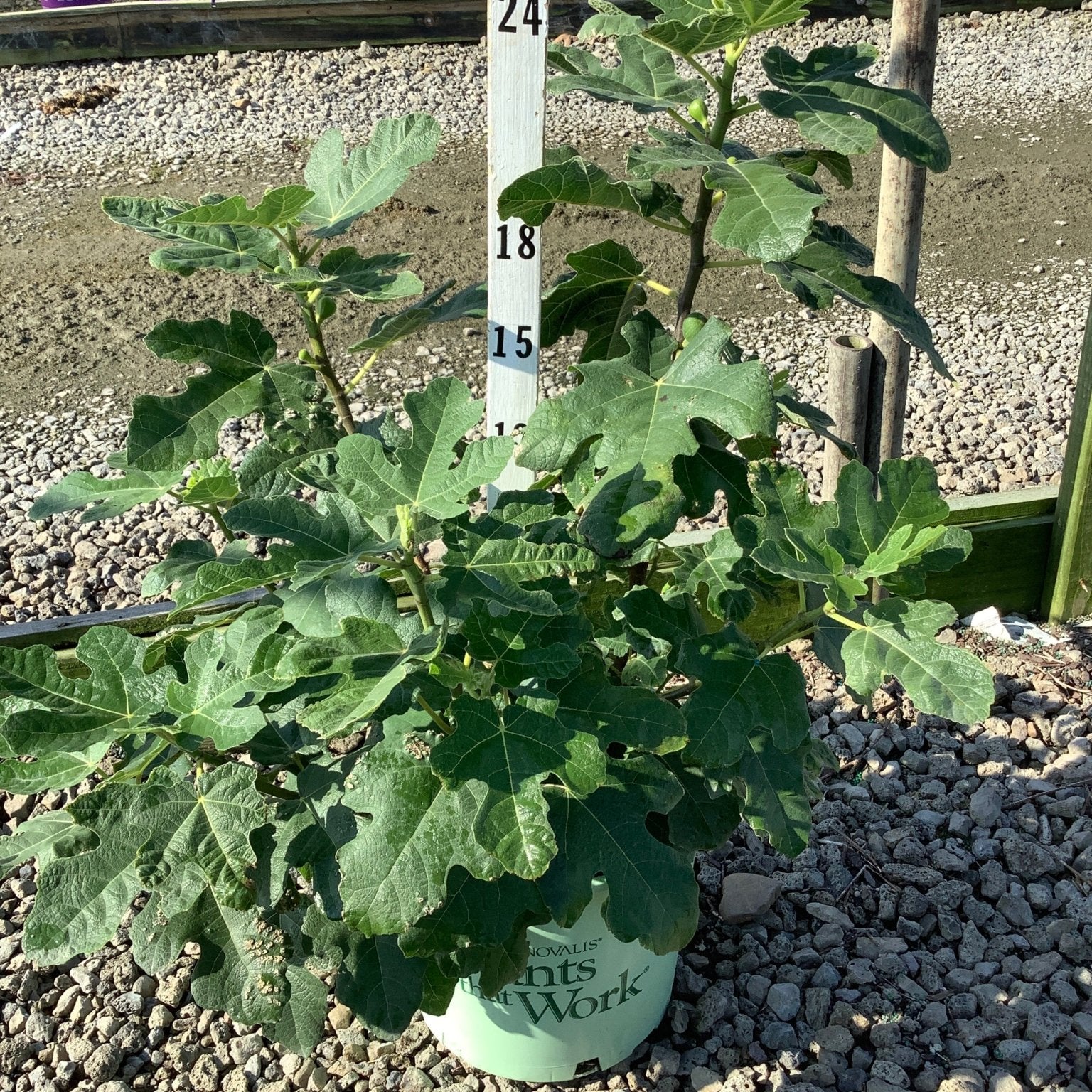 Chicago Hardy Fig tree in a green nursery container, showing large lobed green leaves and developing figs against a gravel background.