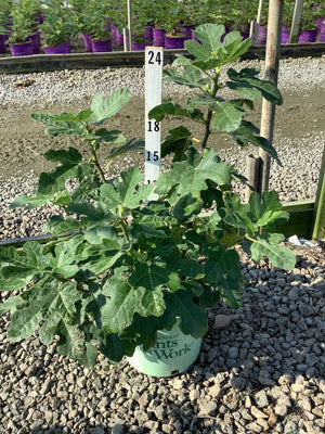 Chicago Hardy Fig tree in a green nursery container, showing large lobed green leaves and developing figs against a gravel background.