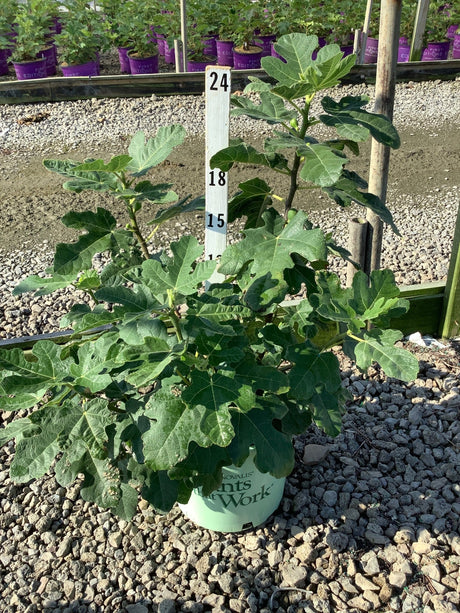 Chicago Hardy Fig tree in a green nursery container, showing large lobed green leaves and developing figs against a gravel background.