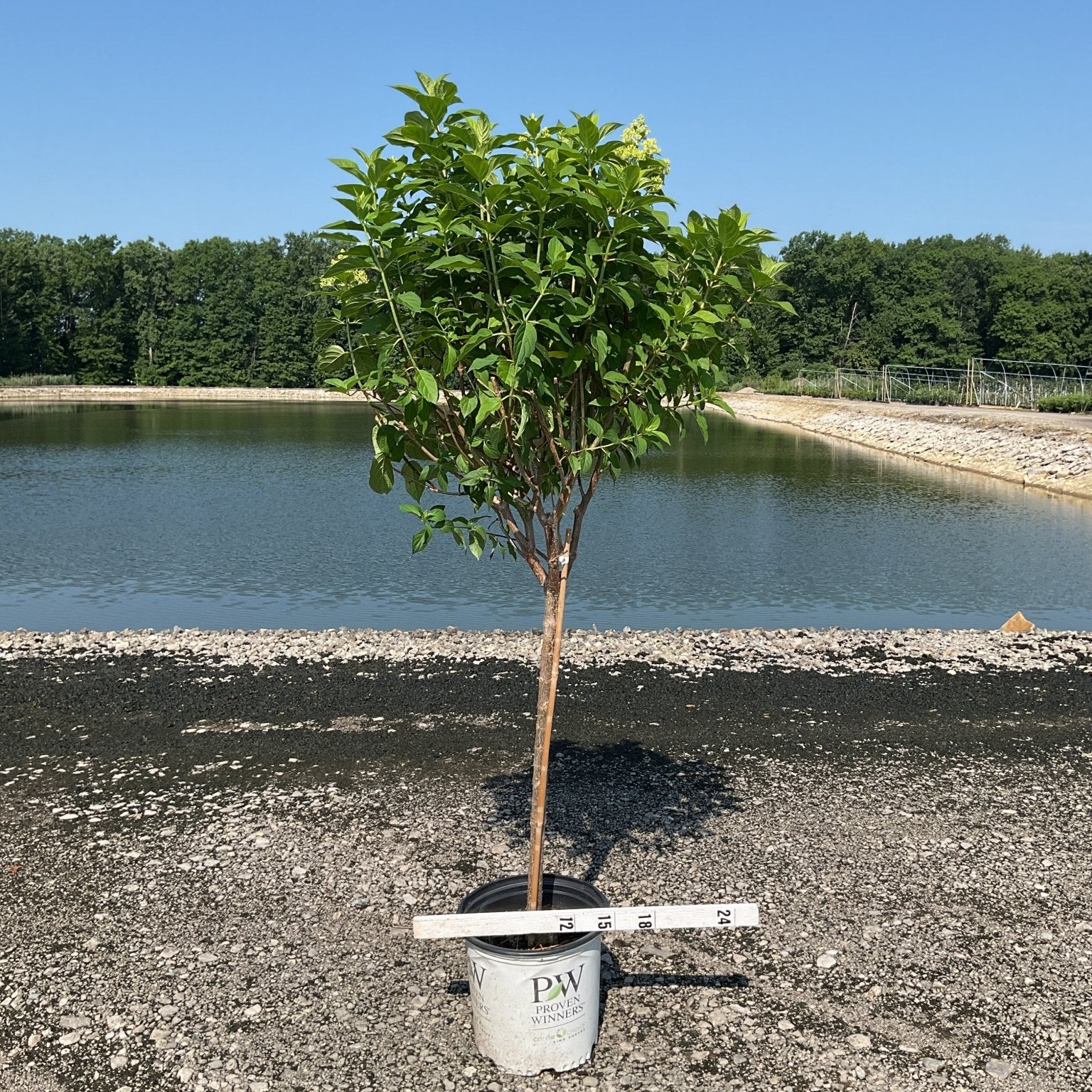 Limelight Panicle Hydrangea tree form in a Proven Winners #5 container, showing a single trunk with a full green canopy and emerging cream flower panicles.