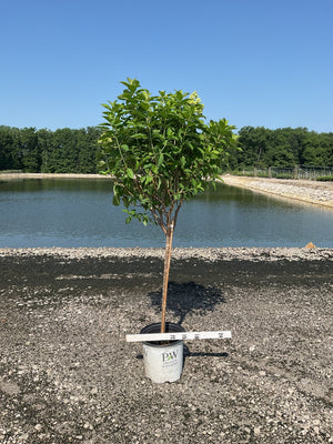 Limelight Panicle Hydrangea tree form in a Proven Winners #5 container, showing a single trunk with a full green canopy and emerging cream flower panicles.