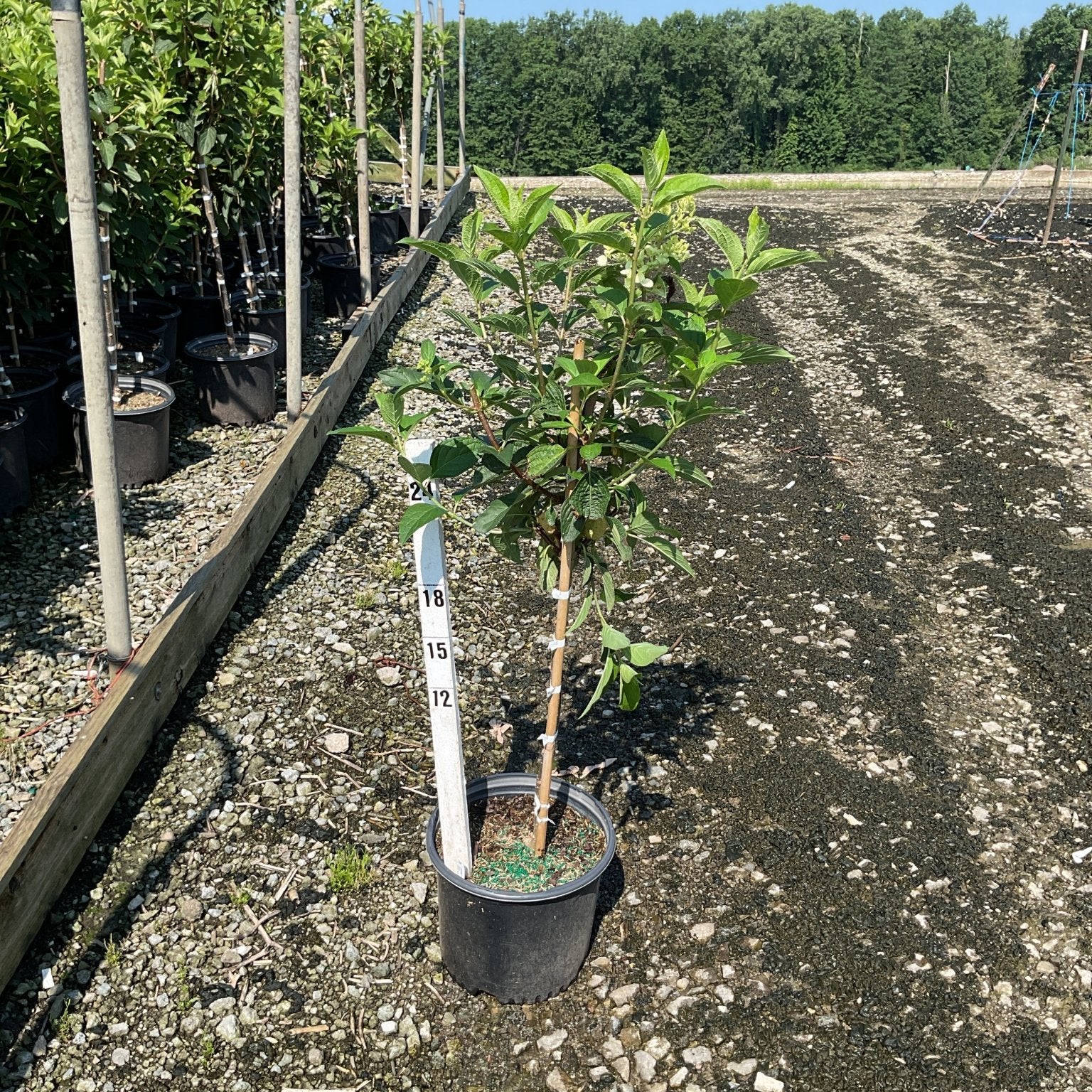 WorryFree Ruby Snow Panicle Hydrangea in a #3 container with a measurement stake at a nursery.