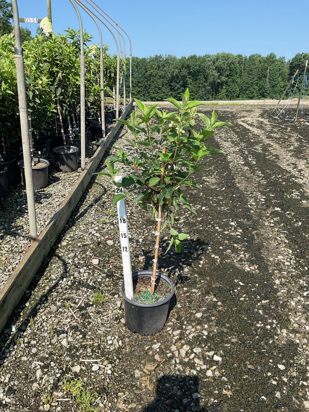 WorryFree Ruby Snow Panicle Hydrangea in a #3 container with a measurement stake at a nursery.