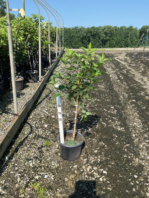 WorryFree Ruby Snow Panicle Hydrangea in a #3 container with a measurement stake at a nursery.