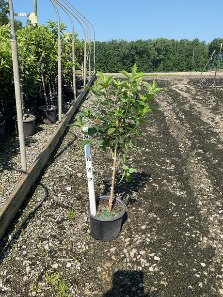 WorryFree Ruby Snow Panicle Hydrangea in a #3 container with a measurement stake at a nursery.