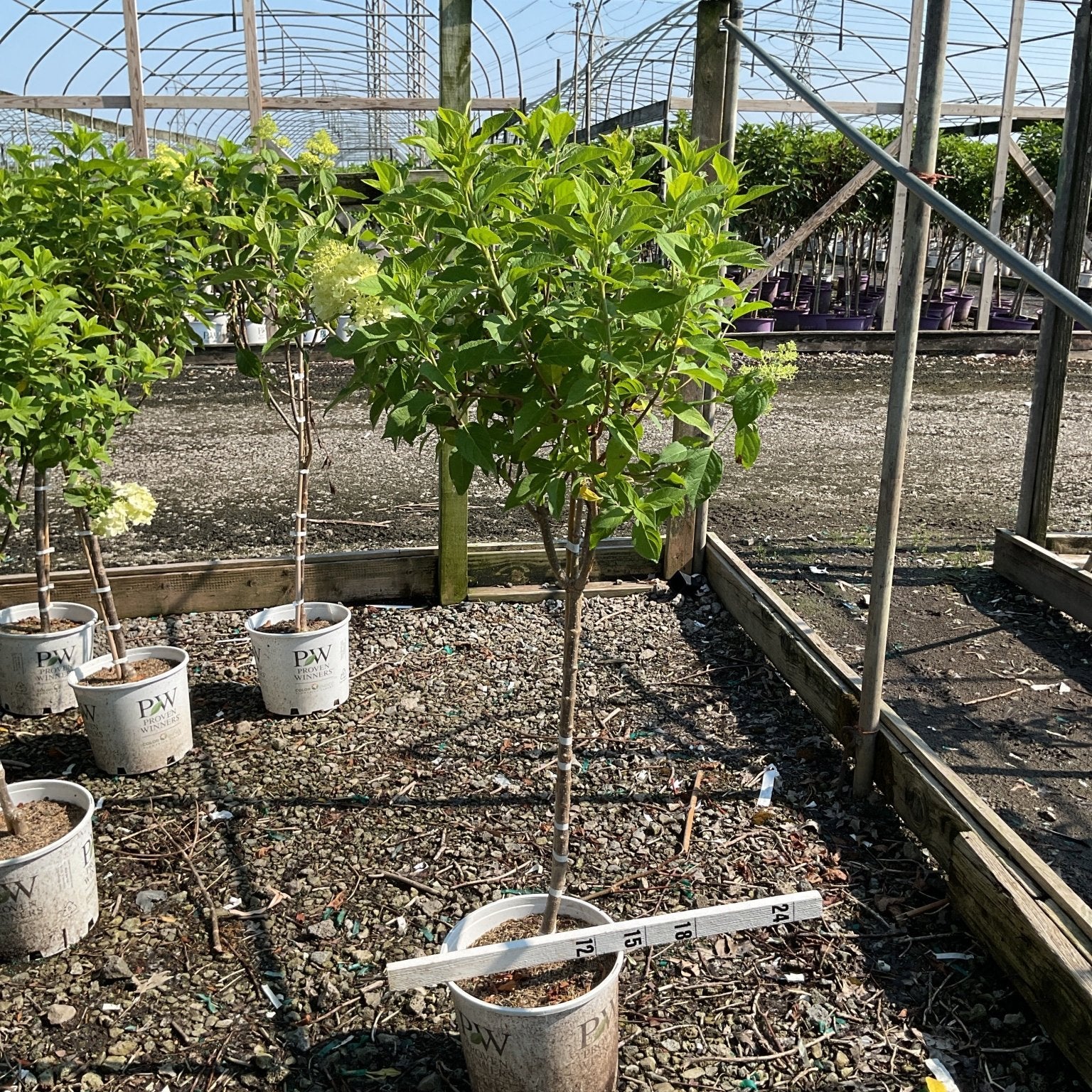 Limelight Panicle Hydrangea tree form in a #3 container at a nursery greenhouse, showing lush green foliage and emerging lime blooms.