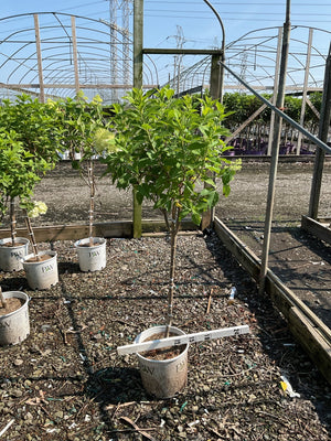 Limelight Panicle Hydrangea tree form in a #3 container at a nursery greenhouse, showing lush green foliage and emerging lime blooms.