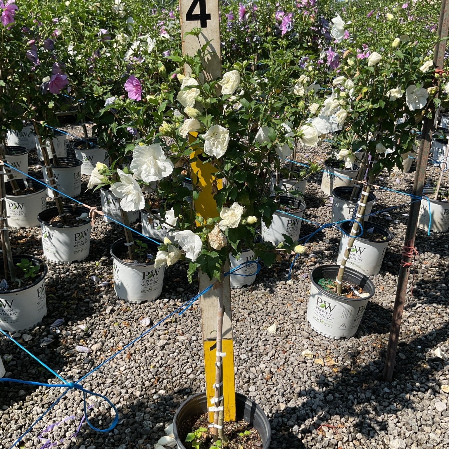 White Chiffon Rose of Sharon tree form displays full double white blooms in a Proven Winners container at a nursery.