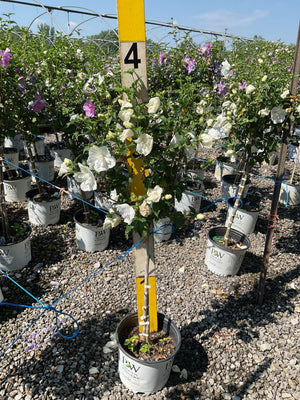 White Chiffon Rose of Sharon tree form displays full double white blooms in a Proven Winners container at a nursery.