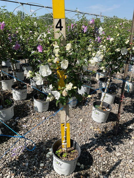 White Chiffon Rose of Sharon tree form displays full double white blooms in a Proven Winners container at a nursery.