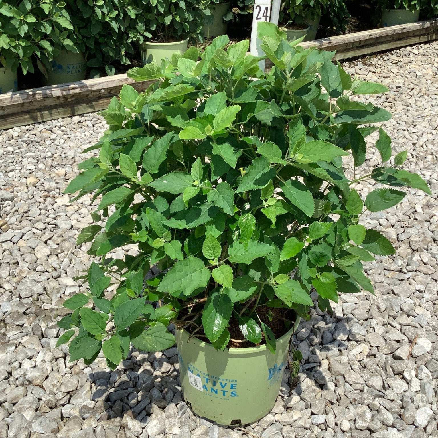 Pinky Pollen Ring Hydrangea shrub in a #3 nursery container showing lush green foliage on a gravel surface.