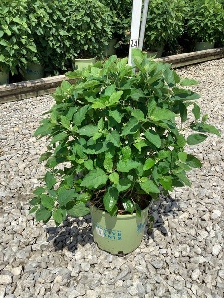 Pinky Pollen Ring Hydrangea shrub in a #3 nursery container showing lush green foliage on a gravel surface.