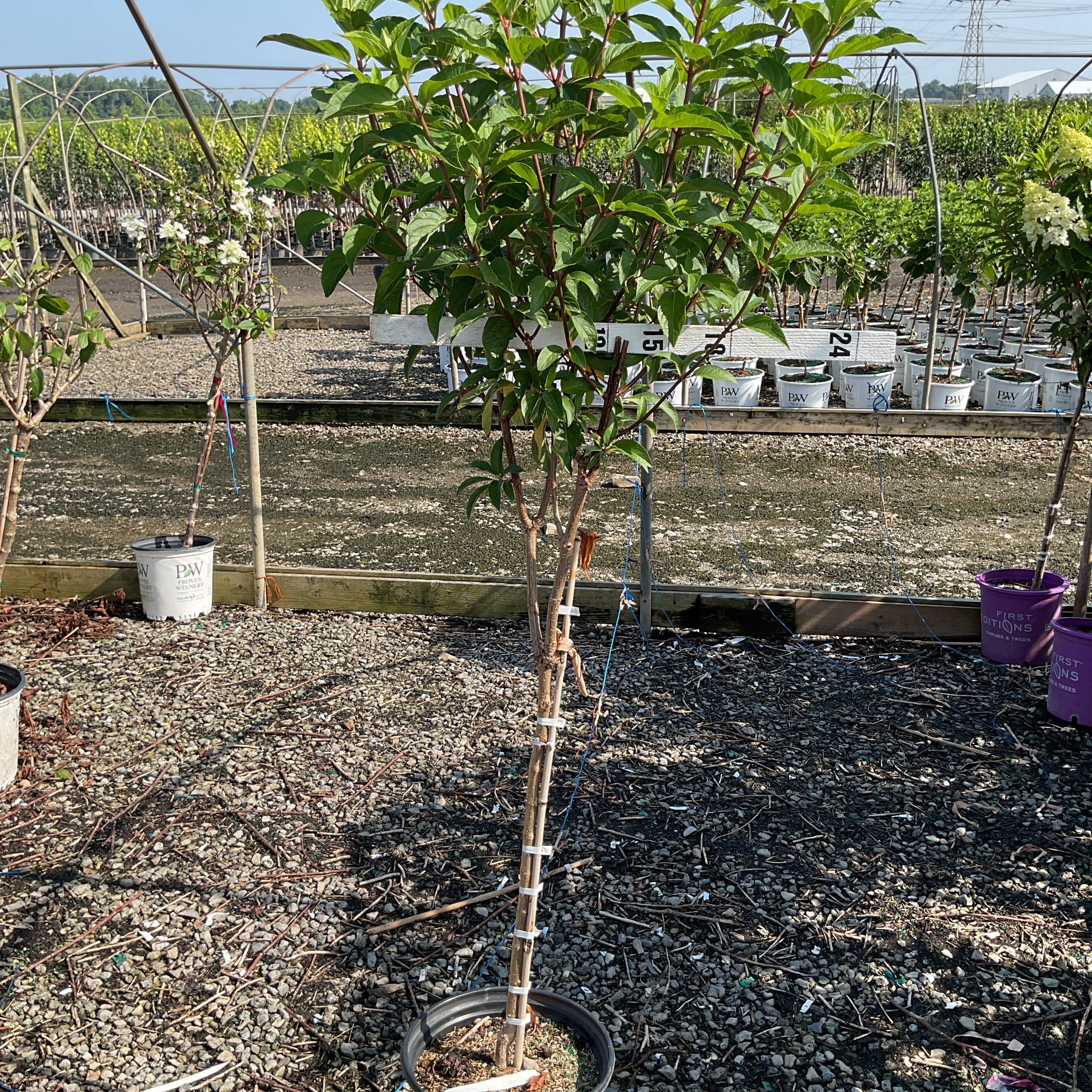 Vanilla Strawberry Panicle Hydrangea tree form in a purple First Editions container at a nursery grow yard.