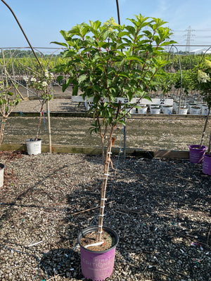 Vanilla Strawberry Panicle Hydrangea tree form in a purple First Editions container at a nursery grow yard.