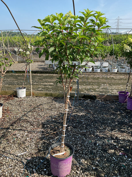 Vanilla Strawberry Panicle Hydrangea tree form in a purple First Editions container at a nursery grow yard.