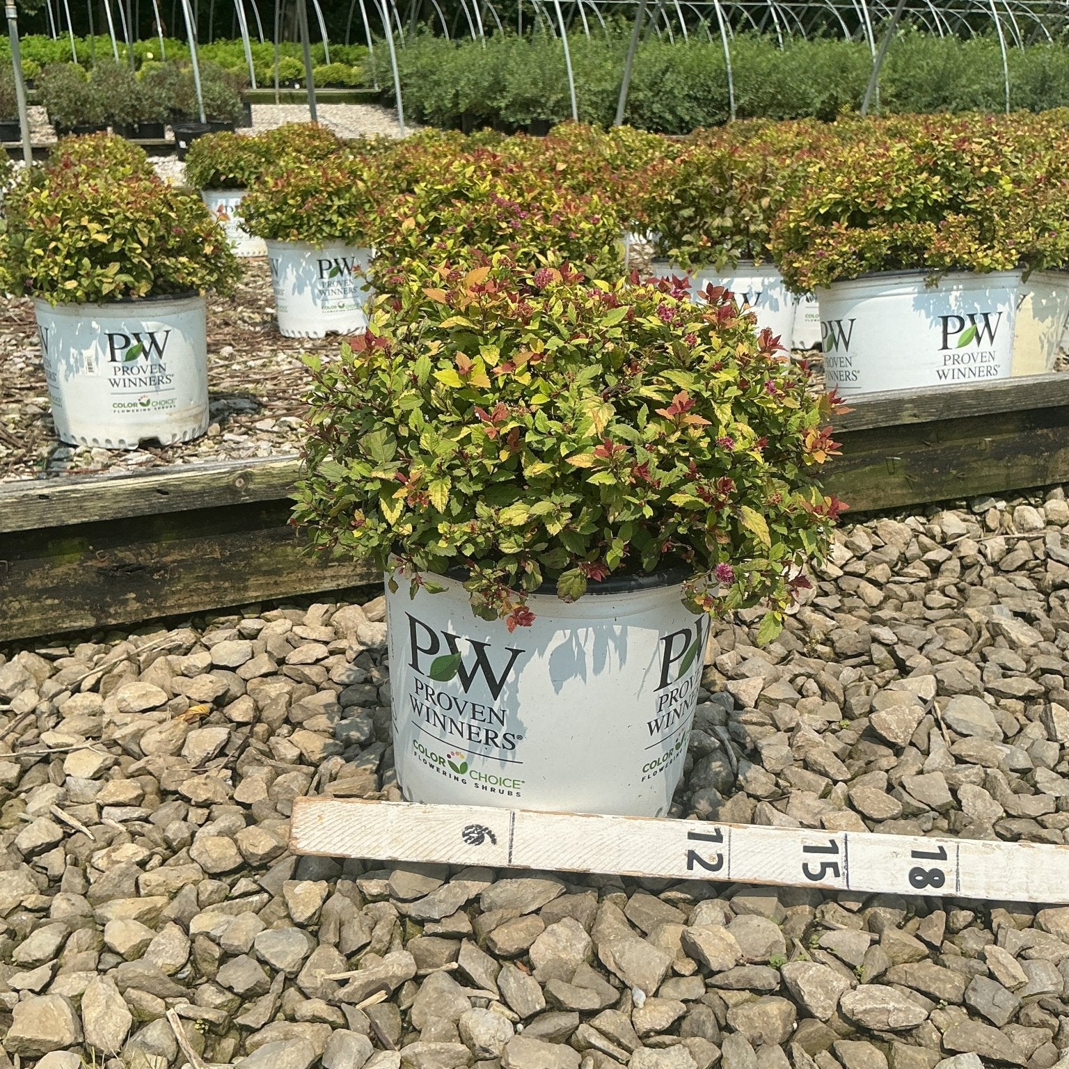 Double Play Dolly Spirea shrub in a Proven Winners #3 container, showing colorful gold and red-tipped foliage at a nursery.
