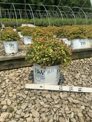 Double Play Dolly Spirea shrub in a Proven Winners #3 container, showing colorful gold and red-tipped foliage at a nursery.