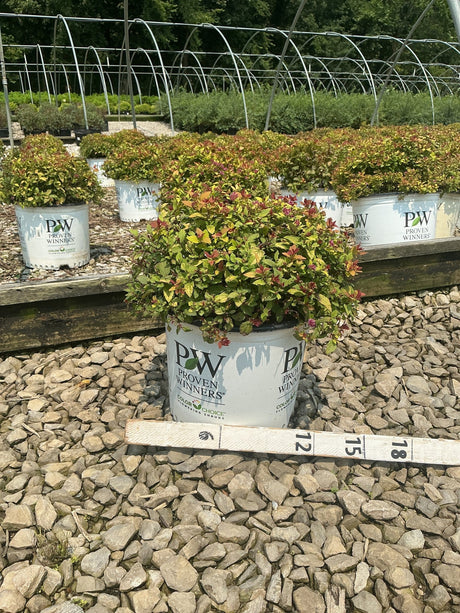 Double Play Dolly Spirea shrub in a Proven Winners #3 container, showing colorful gold and red-tipped foliage at a nursery.