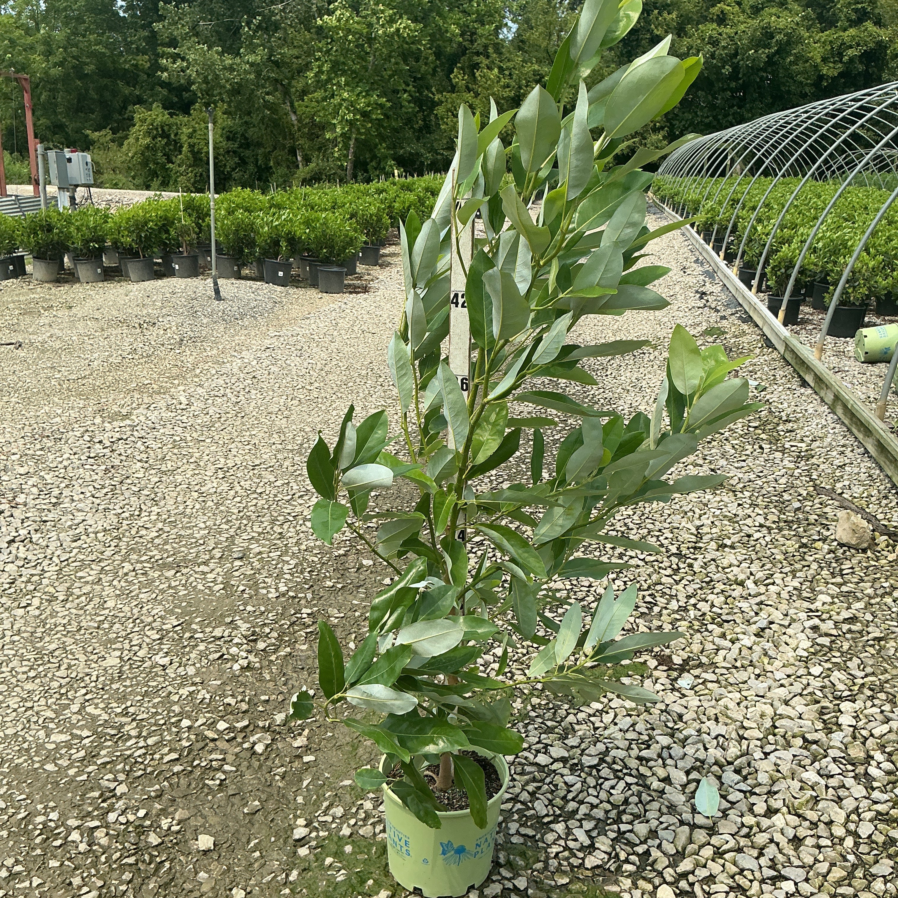 Moonglow Sweetbay Magnolia in a #3 container showing upright habit with glossy green foliage at a nursery.
