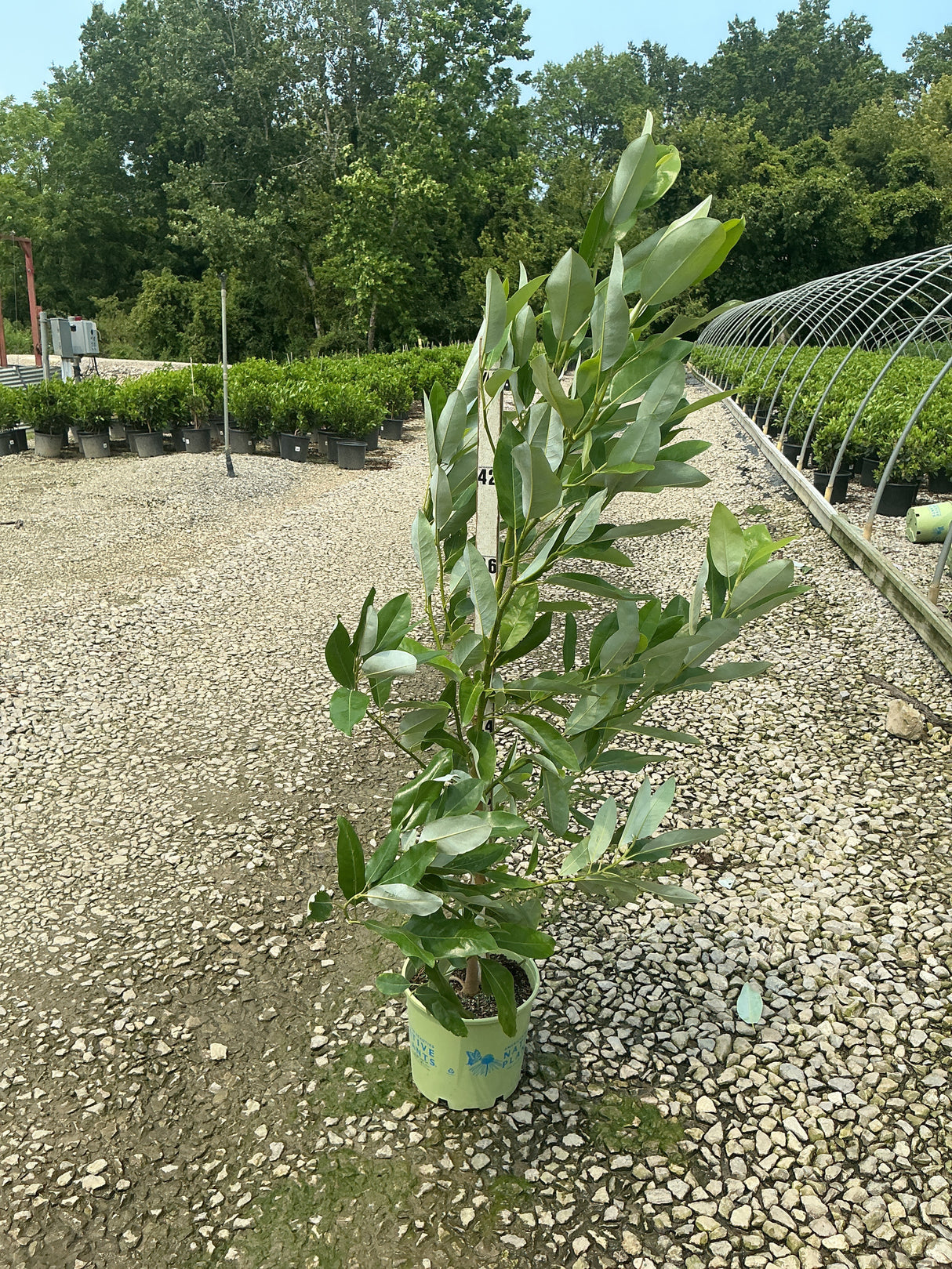Moonglow Sweetbay Magnolia in a #3 container showing upright habit with glossy green foliage at a nursery.