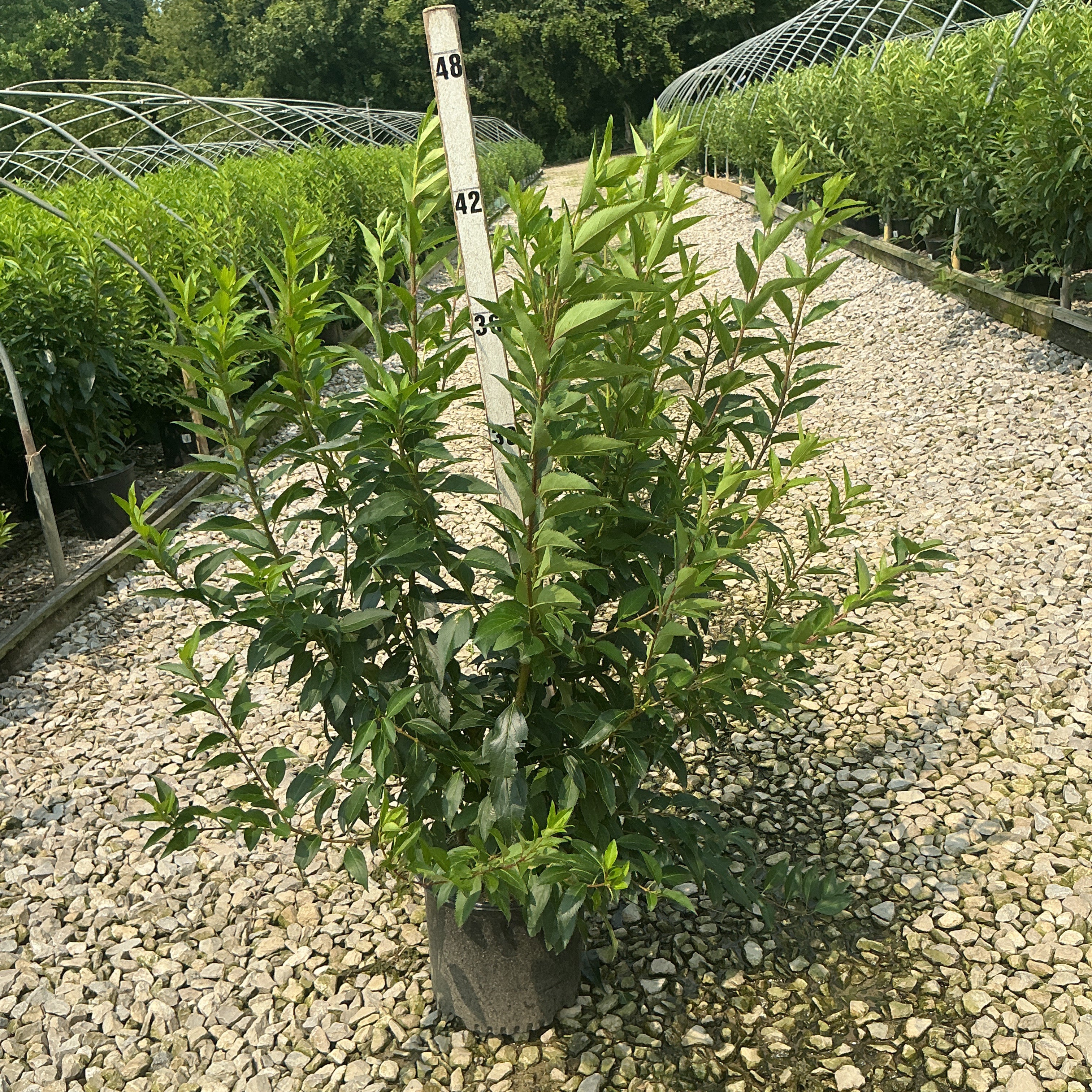 Spring Glory Forsythia shrub in a #3 container displayed on gravel at a nursery, showing dense green summer foliage.