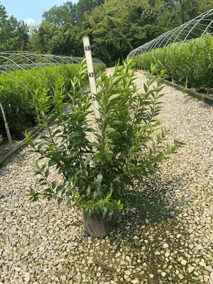 Spring Glory Forsythia shrub in a #3 container displayed on gravel at a nursery, showing dense green summer foliage.